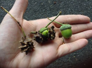An acorn's life cycle at various stages of development