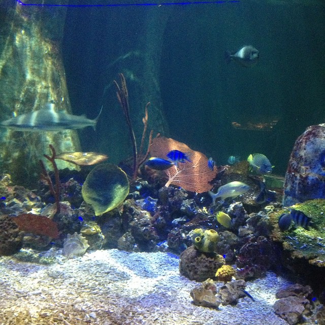 11049131_436397113181404_459004676_n